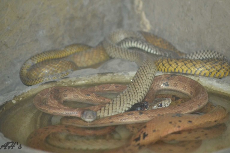 Pakistani Royal Diadem Rat Snake  (Spalerosophis diadema atriceps) also knwon as or Pakistan jewelled ratsnake, Royal Diadem Ratsnake or Diadem rate snake is a subspecie of Diadem snake (Spalerosophis diadema)  in Lahore Zoo, Pakistan
